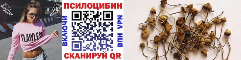 где купить   Комсомольск-на-Амуре  Псилоцибиновые грибы Psilocybine cubensis 